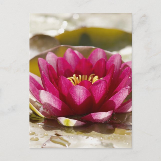 Wasserlilie Postkarte (Vorderseite)