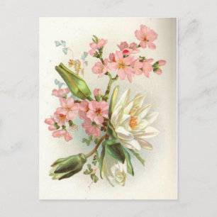 Wasserlilie Postkarte