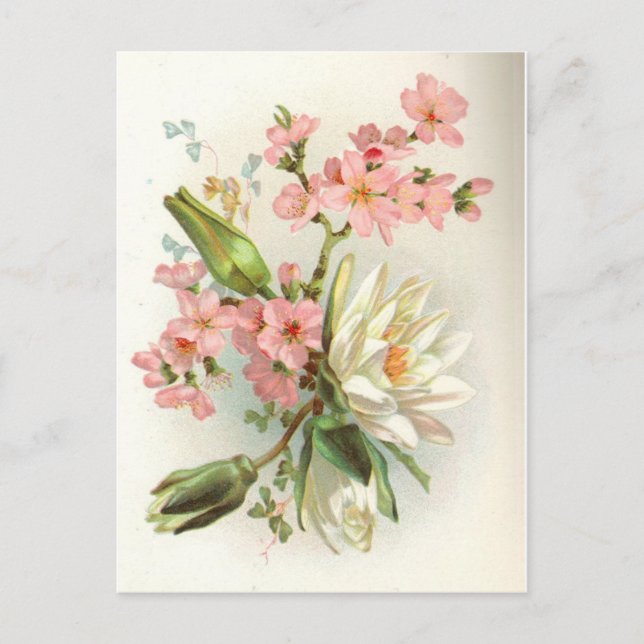 Wasserlilie Postkarte (Vorderseite)