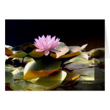 Wasserlilie-Rosa I