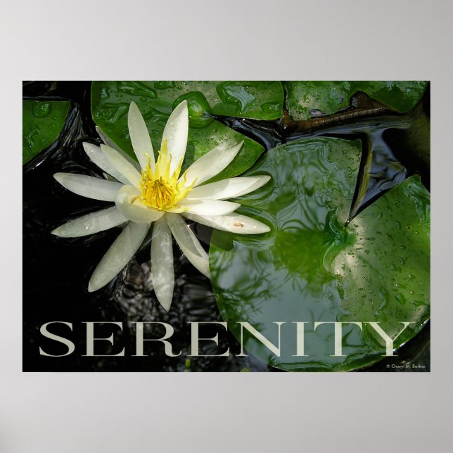 Wasserlilie Ruhe Inspiration Poster (Vorne)