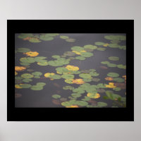 Wasserlilien Foto Poster