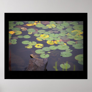 Wasserlilien Foto Poster