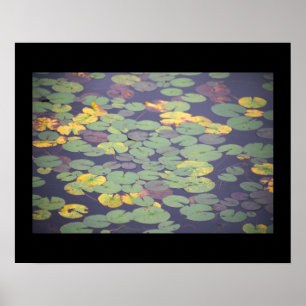 Wasserlilien Foto Poster