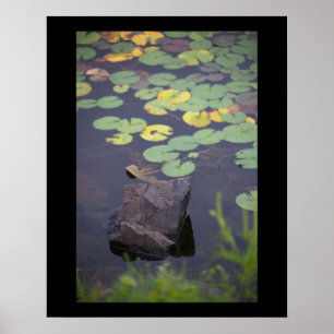 Wasserlilien Foto Poster