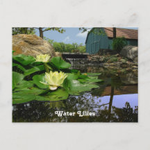 Wasserlilien im Teich