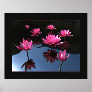 Wasserlilien Poster