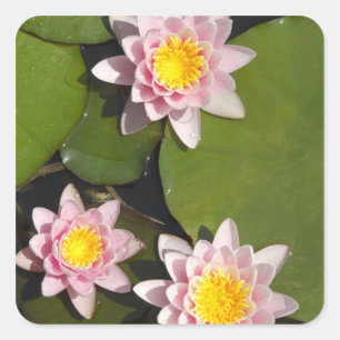 Wasserlilien Quadratischer Aufkleber