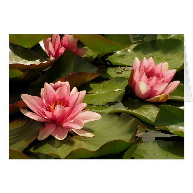 Wasserlilienkarte (Vorderseite (Horizontal))