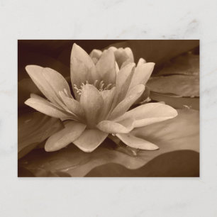 Wasserlilienkarte Postkarte