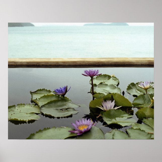 Wasserliliken im Teich durch den Ozean Poster (Vorne)
