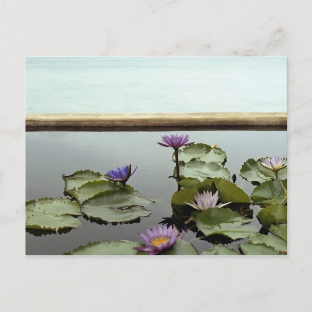 Wasserliliken im Teich durch den Ozean Postkarte (Vorderseite)