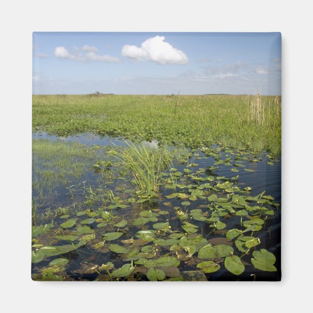 Wasserliliken und Sägegras in Florida immerglades Magnet (Vorne)