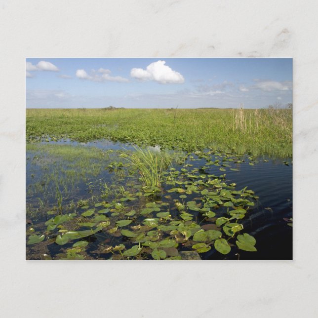 Wasserliliken und Sägegras in Florida immerglades Postkarte (Vorderseite)