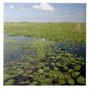 Wasserliliken und Sägerichte in Florida Everglade Fliese