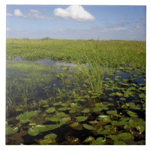 Wasserliliken und Sägerichte in Florida Everglade Fliese