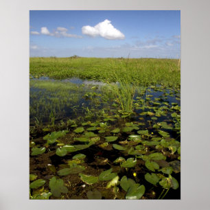 Wasserliliken und Sägerichte in Florida Everglade Poster