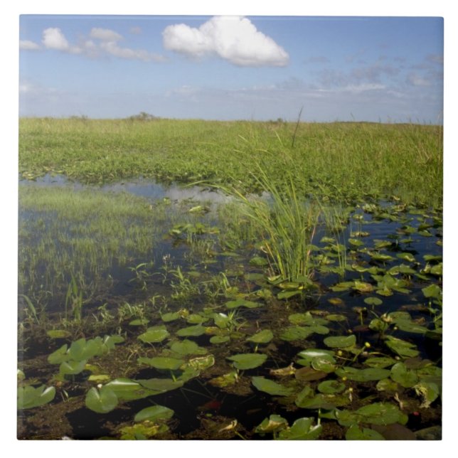 Wasserliliken und Sägerichte in Florida Everglades Fliese (Vorderseite)