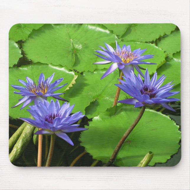 Wasserlililie Mousepad (Vorne)