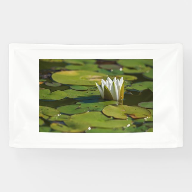 Wasserlily Blossom Banner (Horizontal)