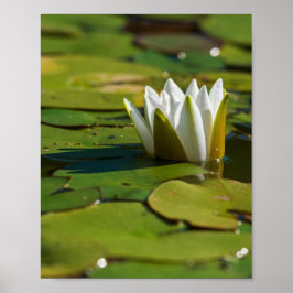 Wasserlily Blossom Poster