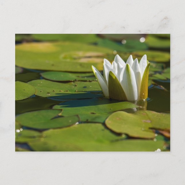 Wasserlily Blossom Postkarte (Vorderseite)