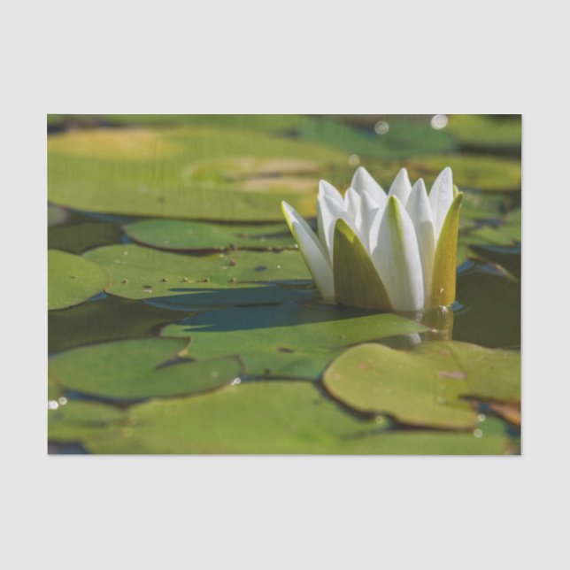 Wasserlily Blossom Seidenpapier (Vorderseite)