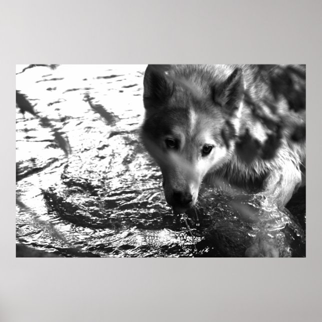 Wasserloch Poster (Vorne)