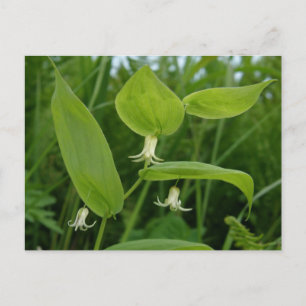 Wassermelone Berry Blossoms, Insel Unalaska Postkarte
