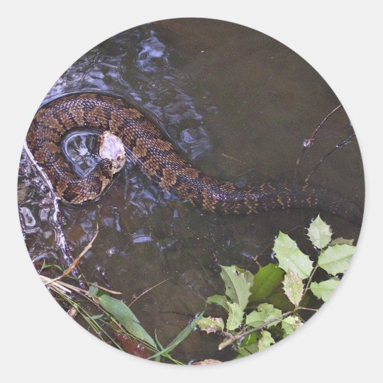 Wassermokassin Cottonmouth Agkistrodon Piscivoru Runder Aufkleber Zazzle Ch