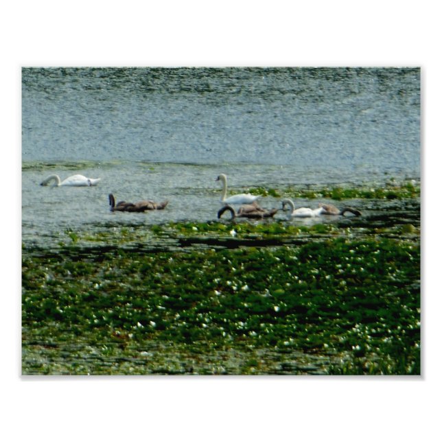 Wasserschwäne Fotodruck (Vorne)