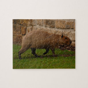 Wasserschwein