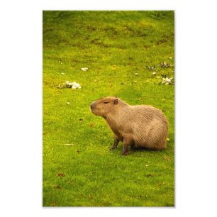 Wasserschwein-Fotoabzug Fotodruck