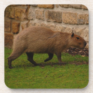 Wasserschwein Getränkeuntersetzer