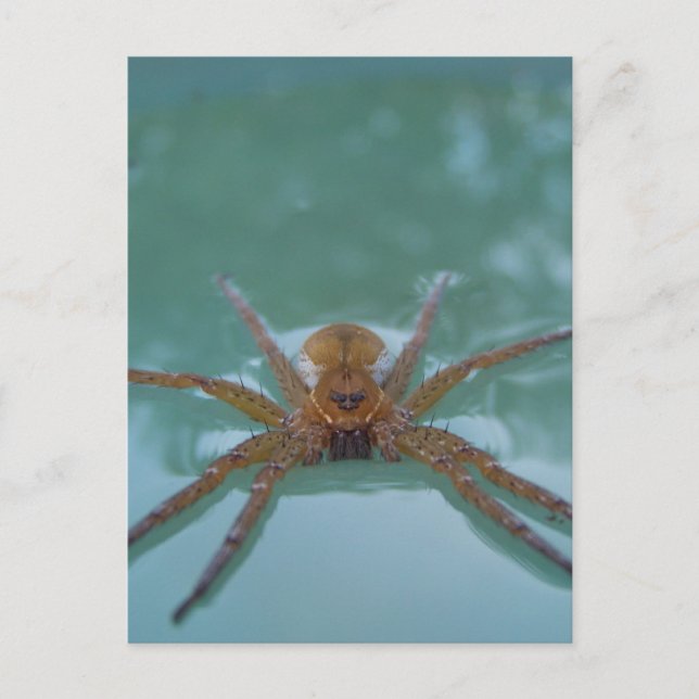 Wasserspinne Postkarte (Vorderseite)
