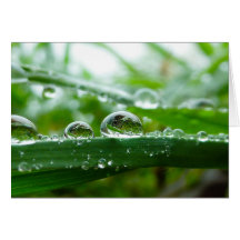 Wassertröpfchen auf Grasblatt