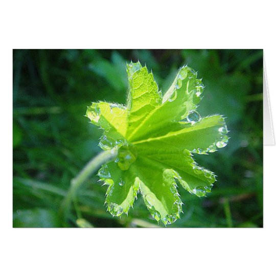Wassertropfen am Frauenmantelblatt, Grusskarte Karte