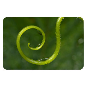 Wassertropfen an einer Rebe Magnet