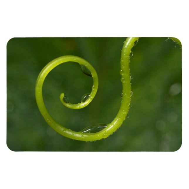 Wassertropfen an einer Rebe Magnet (Horizontal)