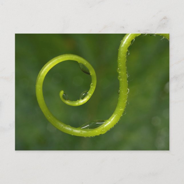Wassertropfen an einer Rebe Postkarte (Vorderseite)