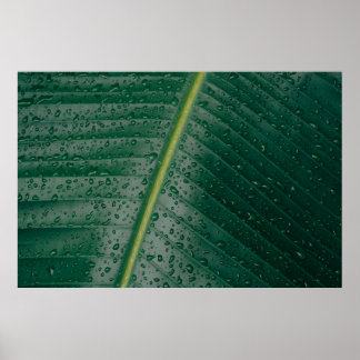 Wassertropfen auf Bananenblättern Poster