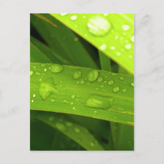 Wassertropfen auf Blätter Postkarte