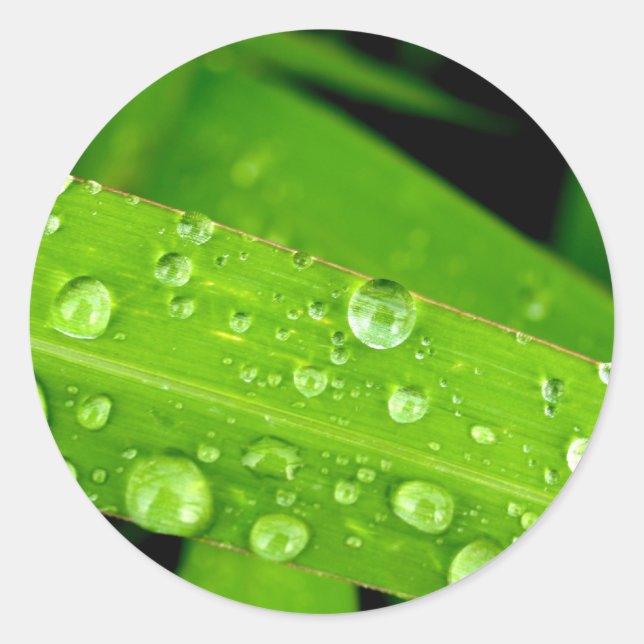 Wassertropfen auf Blätter Runder Aufkleber (Vorderseite)