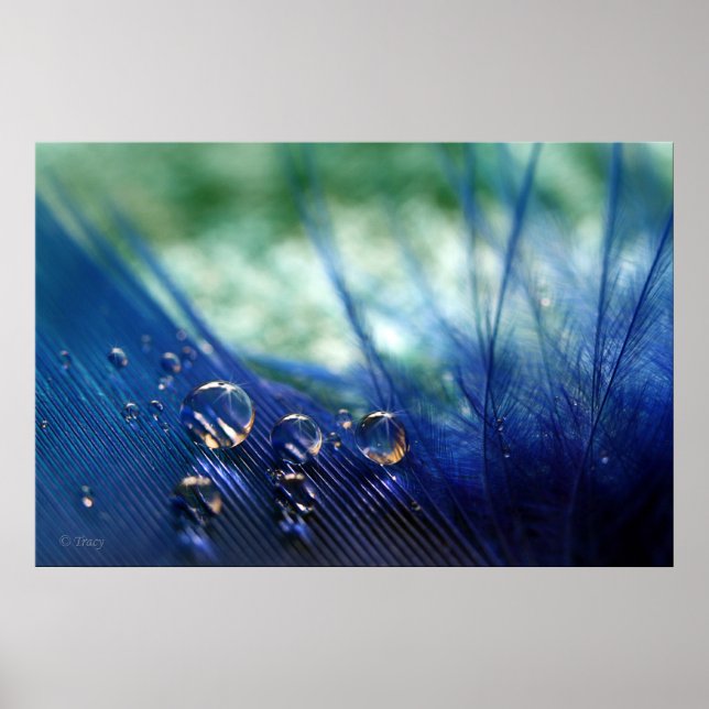 Wassertropfen auf Feather Poster (Vorne)