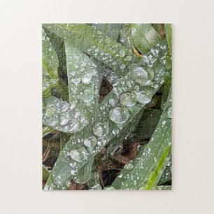Wassertropfen auf Gras