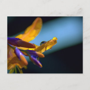 Wassertropfen auf Petalen Postkarte