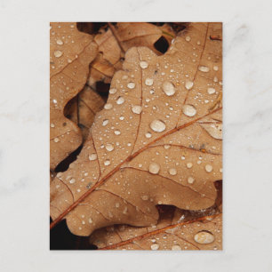 Wassertropfen Herbstblatt Fall Natur Wald Schicksa Postkarte