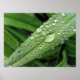 Wassertropfen. Poster