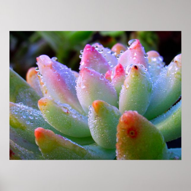 Wassertropfen Sukkulent Poster (Vorne)