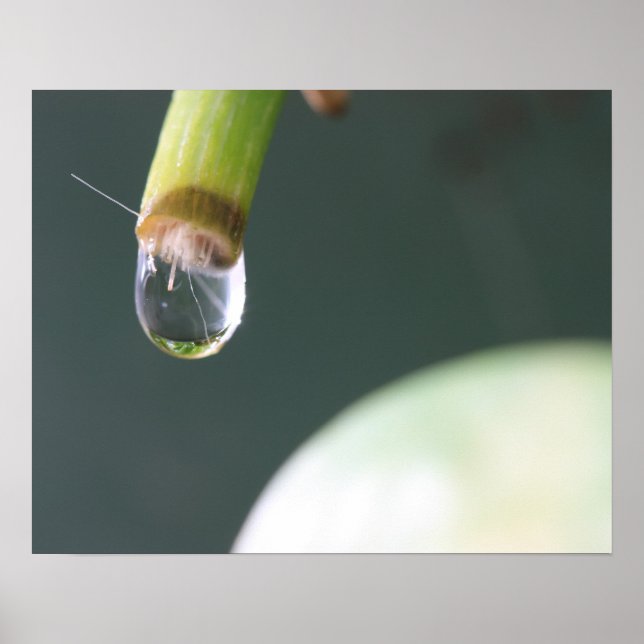 Wassertropfenplakette Poster (Vorne)
